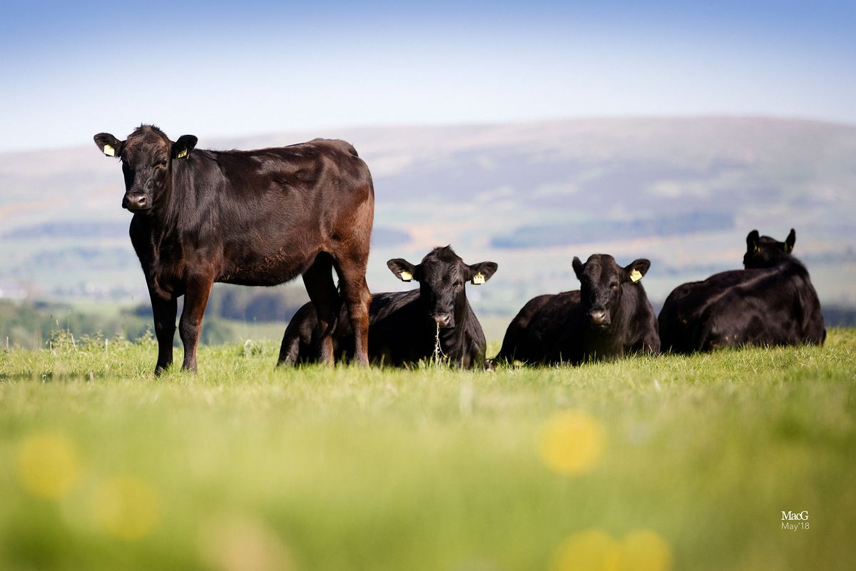 The four Wagyu breeds